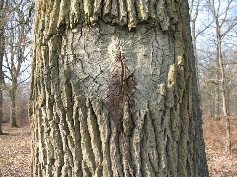 Lichens forestiers 3.3.2013 064